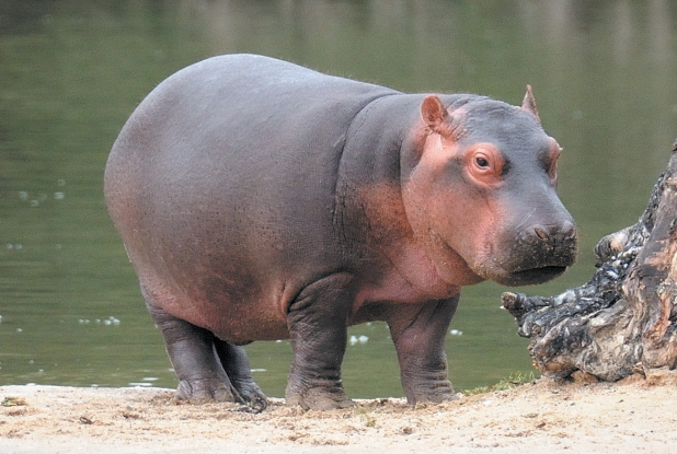 Le PAL : Bébé hippopotame