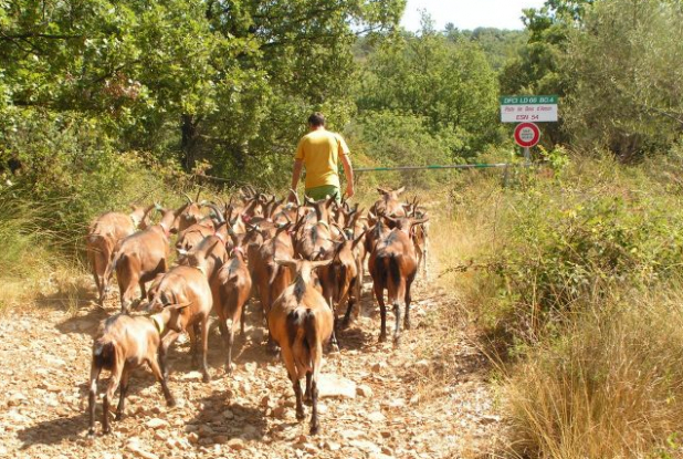 Chèvrerie du bois d'Amon : Balade