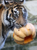 Halloween 2023 au Zoo de la Boissière : tigre et citrouille