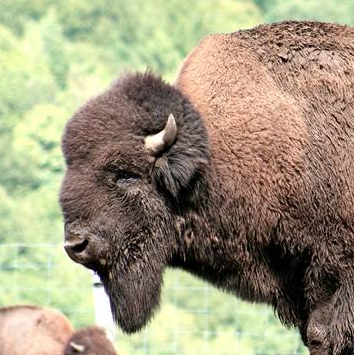 Ferme des Bisons des Monts de la Madeleine
