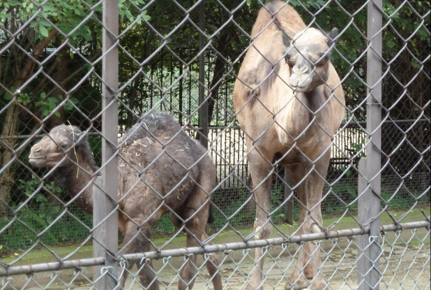 Comment appelle t'on le bébé du dromadaire?