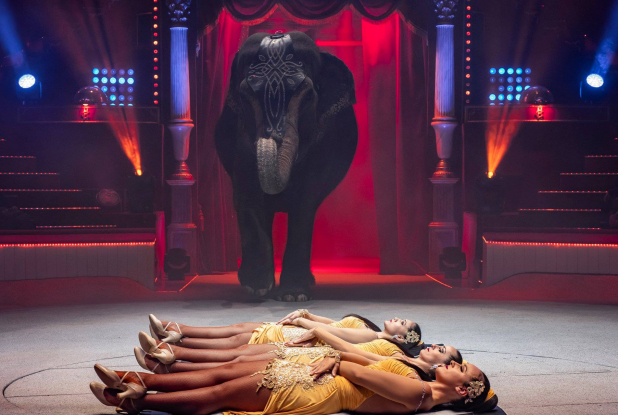 Extra - Cirque d'Hiver Bouglione : éléphants avec Marion Bouglione