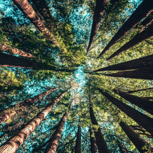 Nature en forêt de Villecartier