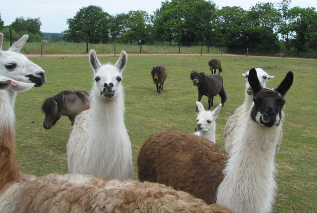 La Ferme du monde de Carentoir