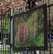 Expo Photon - Dites-le avec des fleurs