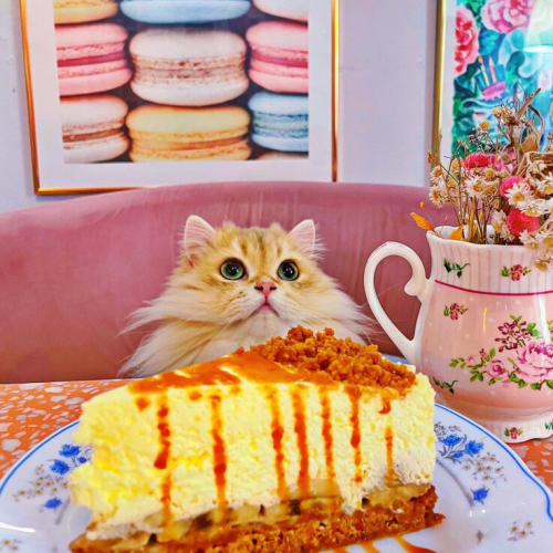 La Maison des Chats