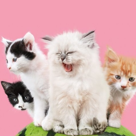 Le lab de la cité des bébés