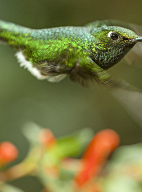 Un nouveau jour sur Terre - Colibri