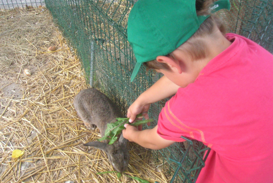 Ferme Andard La Clé des Champs - Lapin