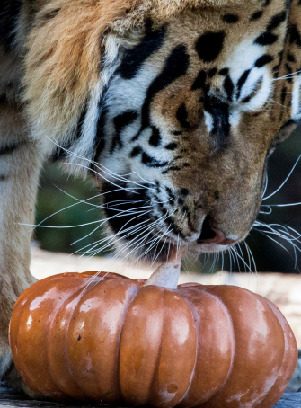 Halloween au Parc Animalier d’Auvergne