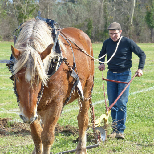 Labour est dans le pré