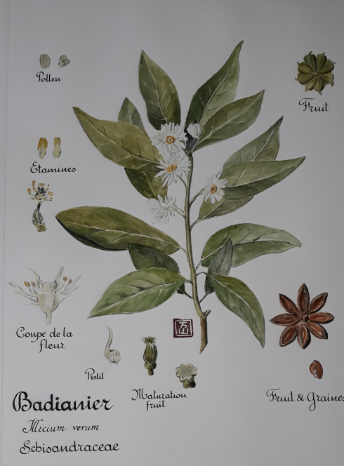 Collections végétales