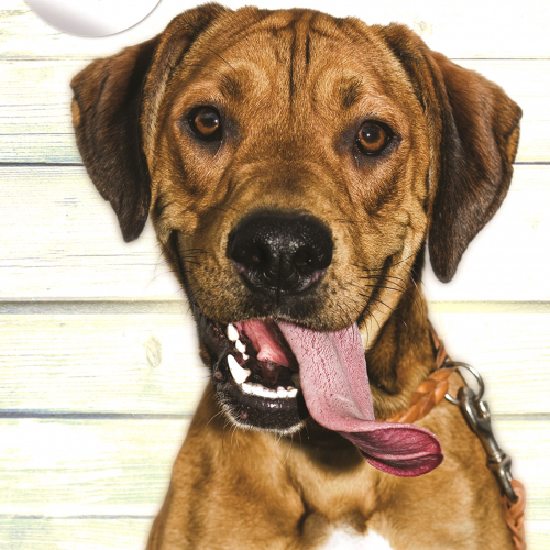 Journées Portes ouvertes SPA