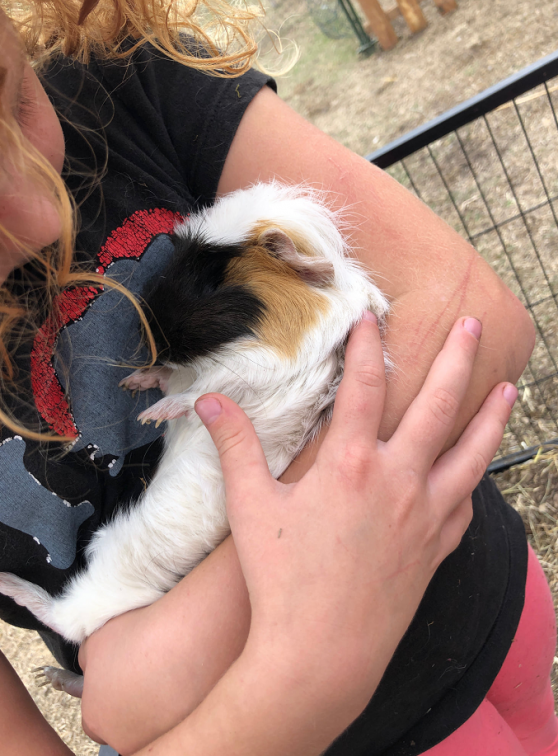 Une ferme chez vous : Cochon d'inde