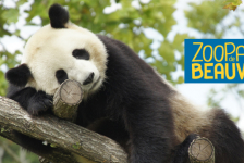 séjour ZooParc de Beauval_jeux-concours@Zooparc de Beauval
