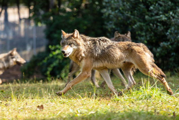 Parc Animalier de Gramat : loups