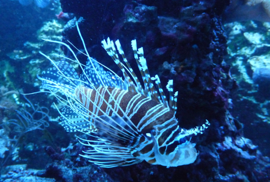 event_lesanimauxmarins_Paris_Fevrier2015_Poisson