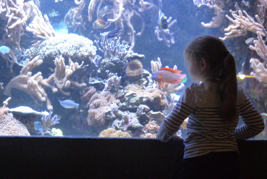 event_lesanimauxmarins_Paris_Fevrier2015_rêve