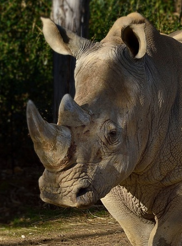 Week-end des rhinocéros
