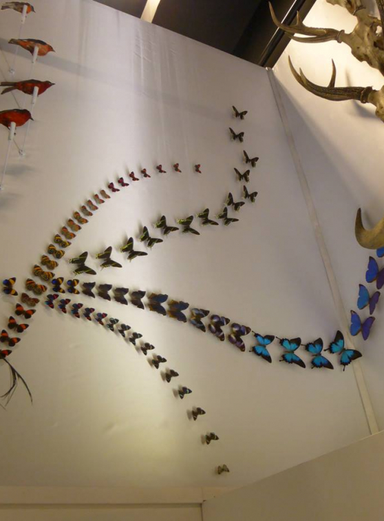 Collection de papillons - Musée des Confluences