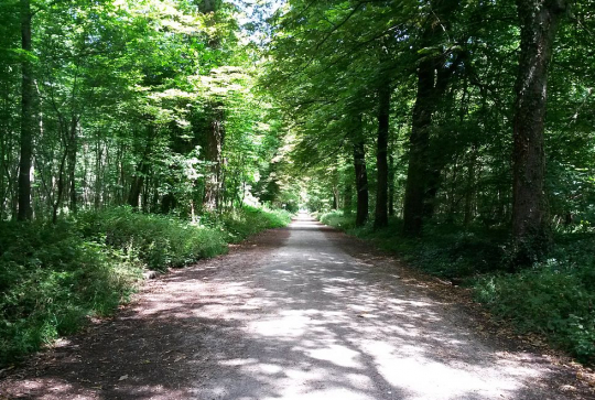 Bois de Vincennes : vue estivale de la route Saint-Louis traversant le bois
