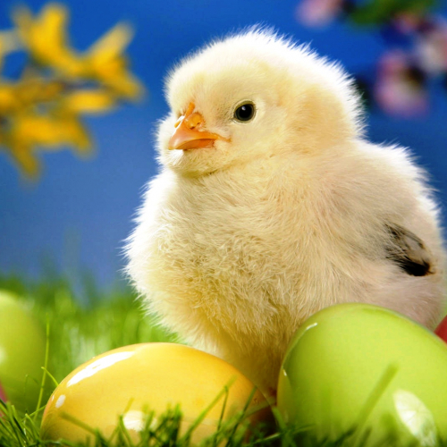 Un poussin et ses œufs de Pâques