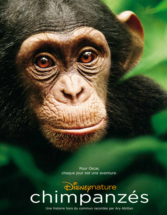 Chimpanzés