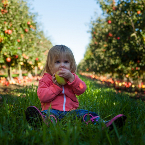 Cueillette de Saint-Aubin