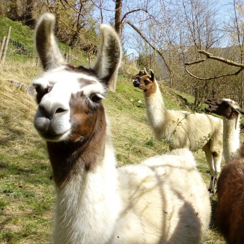La Ferme des Lamas en famille près de Toulouse