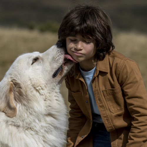 Belle et Sébastien : Nouvelle génération