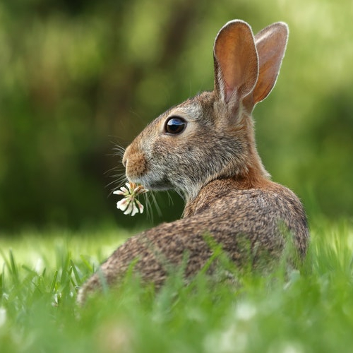 chasse aux oeufs jardin comte de falicon nice