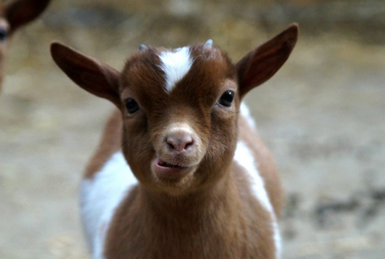 La Ferme des beaux mecs : Un petit chevreau