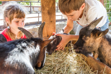 Top des fermes pédagogiques près de Clermont-Ferrand : sortie en famille avec des animaux
