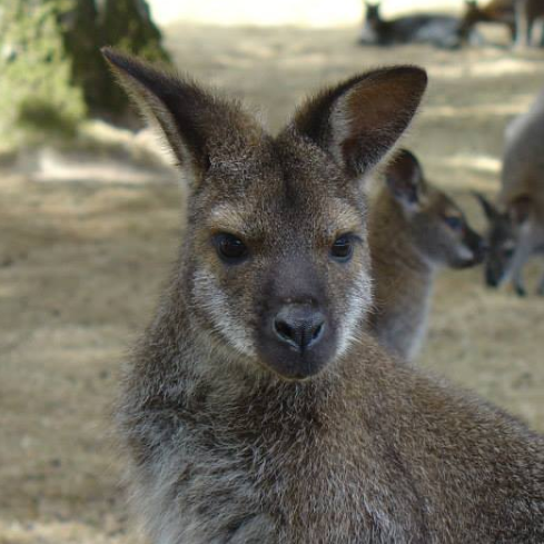 Le Jardin des Kangourous en famille