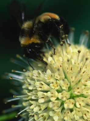 Ecomusée Savigny-le-Temple
