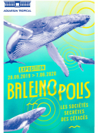Expo Baleinopolis - Les sociétés secrètes des cétacés