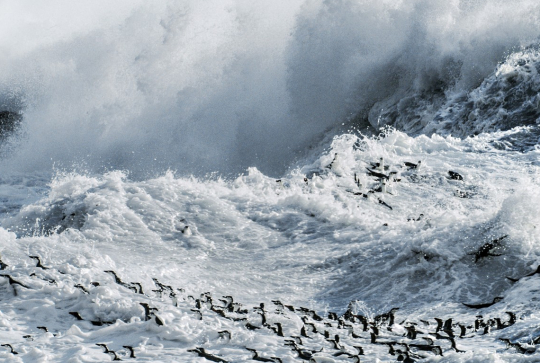 Un nouveau jour sur Terre : pingouins dans l'océan