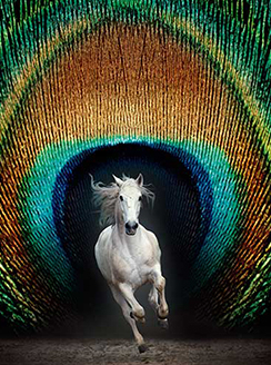 Métamorphoses - Grandes Écuries de Chantilly