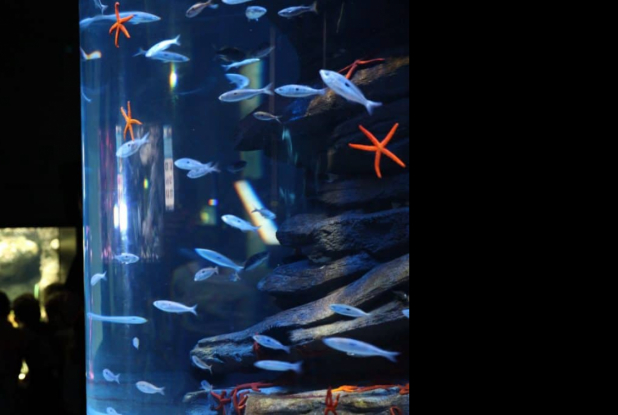Aquarium de Paris - Cinéaqua : visite en famille