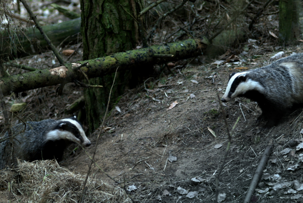 Dans les bois - Blaireaux