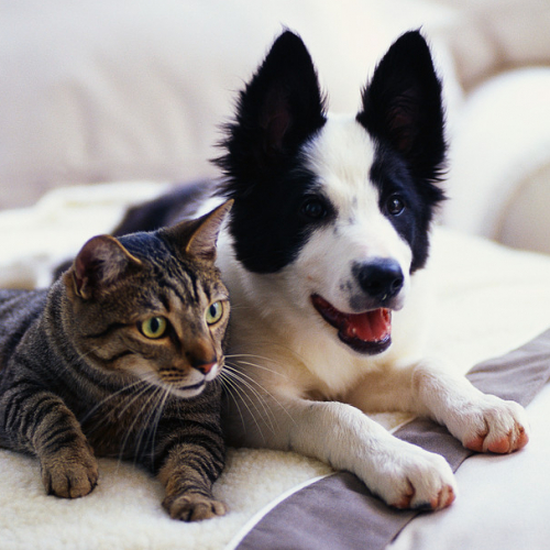 L'Odyssée des animaux