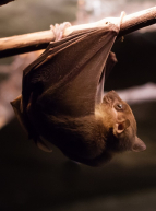 La Nuit de la Chauve-Souris : La petite bête accrochée à une branche