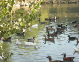 Parc Animalier - L'Arc en Ciel