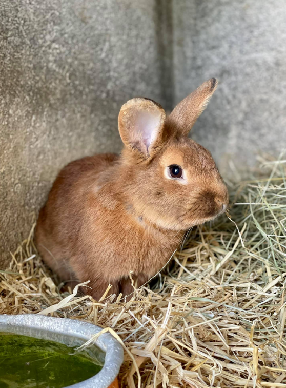 Ferme de l'escaillon : Lapin tout mignon