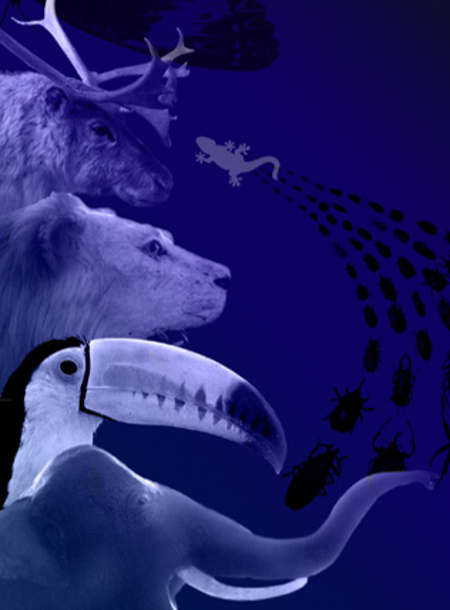 Safaris nocturnes au Muséum d’Histoire Naturelle