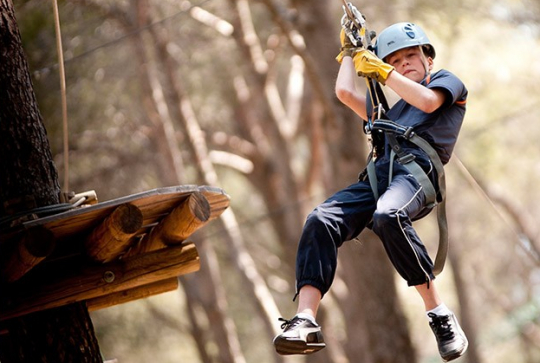Le Royaume des arbres - Le Castellet