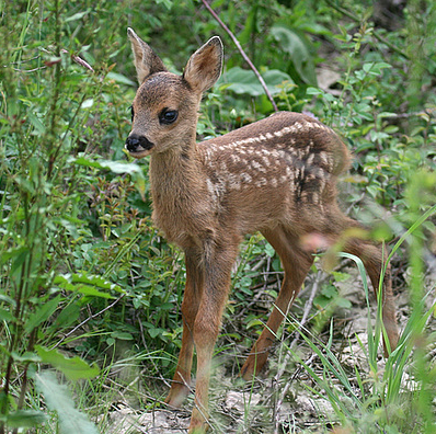 Hibernatus, détective privé : stages vacances