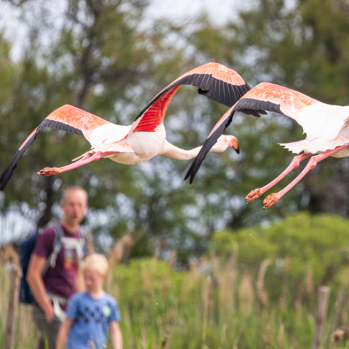 Festival de la Camargue