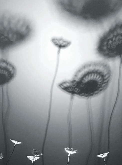 mouche ou le songe d'une dentelle