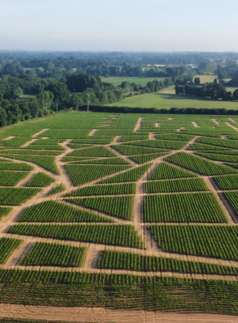 Labyrinthe de Combourg